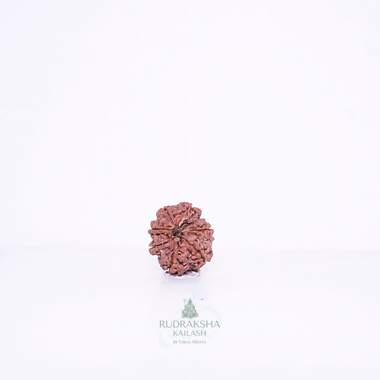 7 Mukhi Nepali Rudraksha - 0701