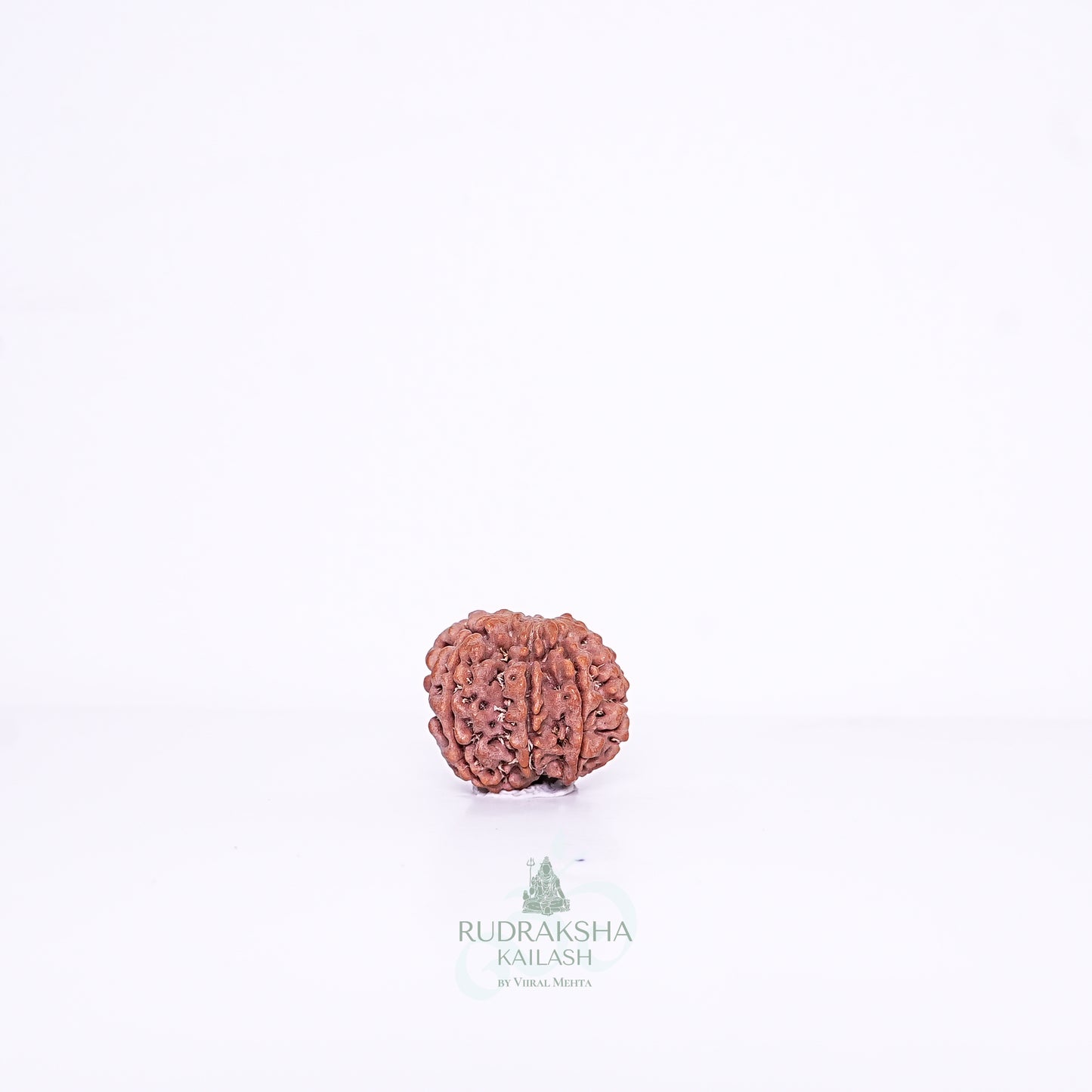 7 Mukhi Nepali Rudraksha - 0701