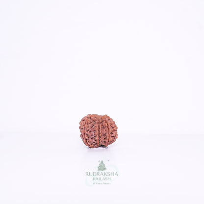 7 Mukhi Nepali Rudraksha - 0701