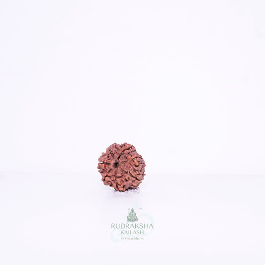 7 Mukhi Nepali Rudraksha - 0702