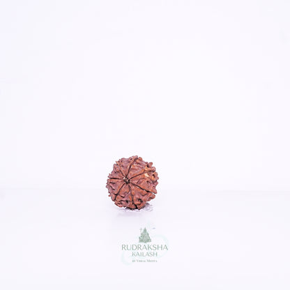 7 Mukhi Nepali Rudraksha - 0702
