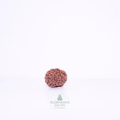 7 Mukhi Nepali Rudraksha - 0702