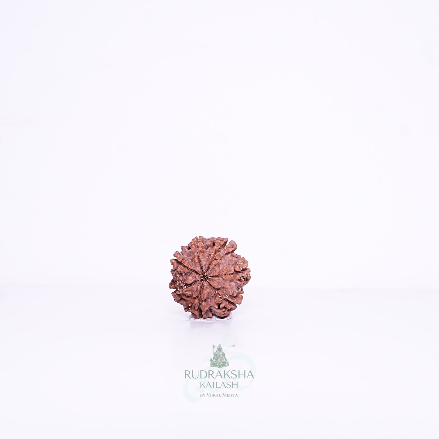7 Mukhi Nepali Rudraksha - 0703