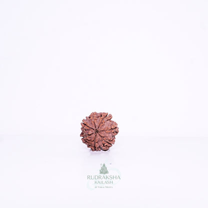 7 Mukhi Nepali Rudraksha - 0703