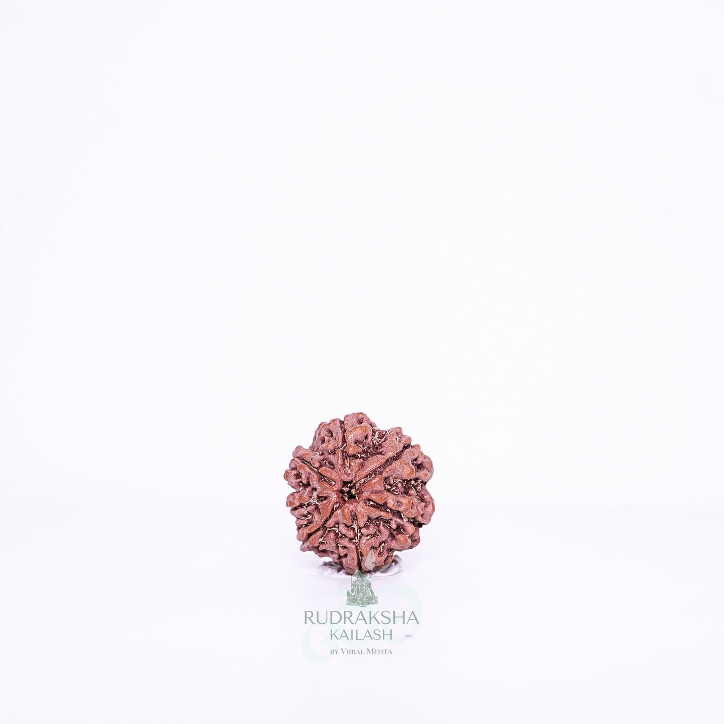 7 Mukhi Nepali Rudraksha - 0704