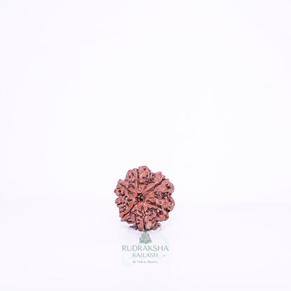 7 Mukhi Nepali Rudraksha - 0704