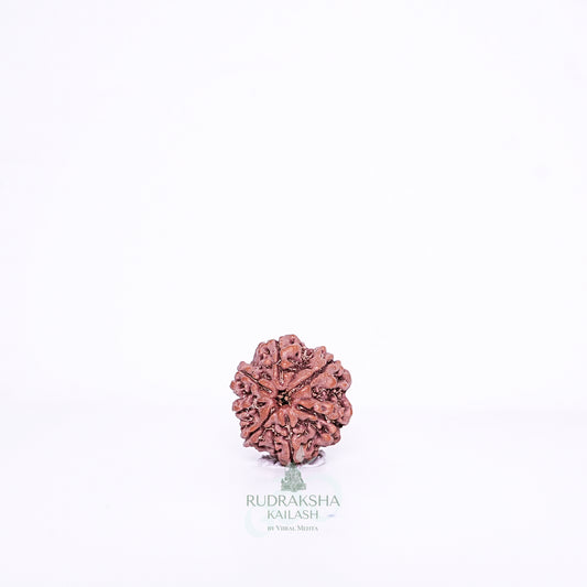 7 Mukhi Nepali Rudraksha - 0704