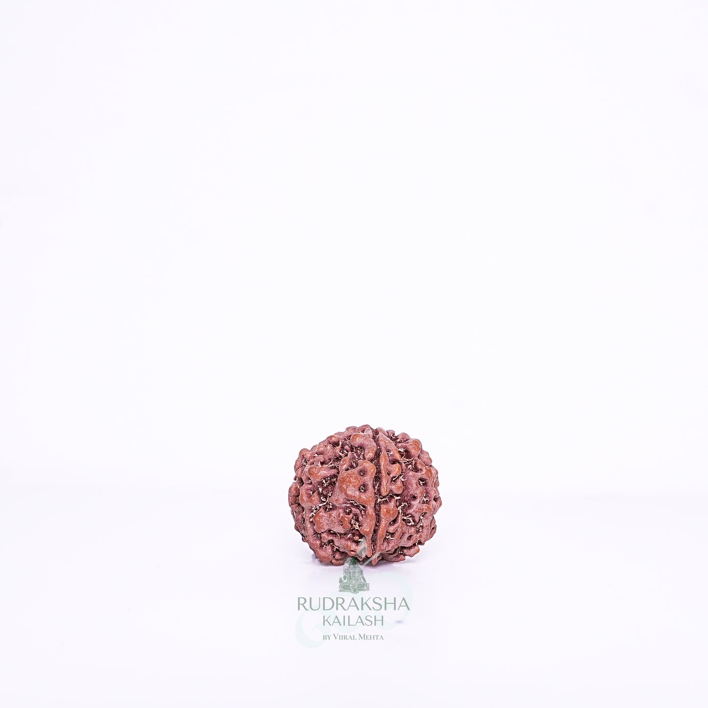 7 Mukhi Nepali Rudraksha - 0704