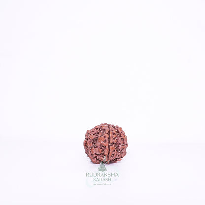 7 Mukhi Nepali Rudraksha - 0704