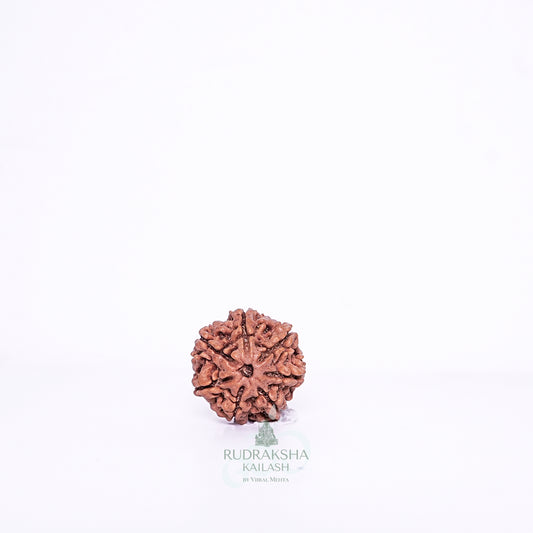 7 Mukhi Nepali Rudraksha - 0705
