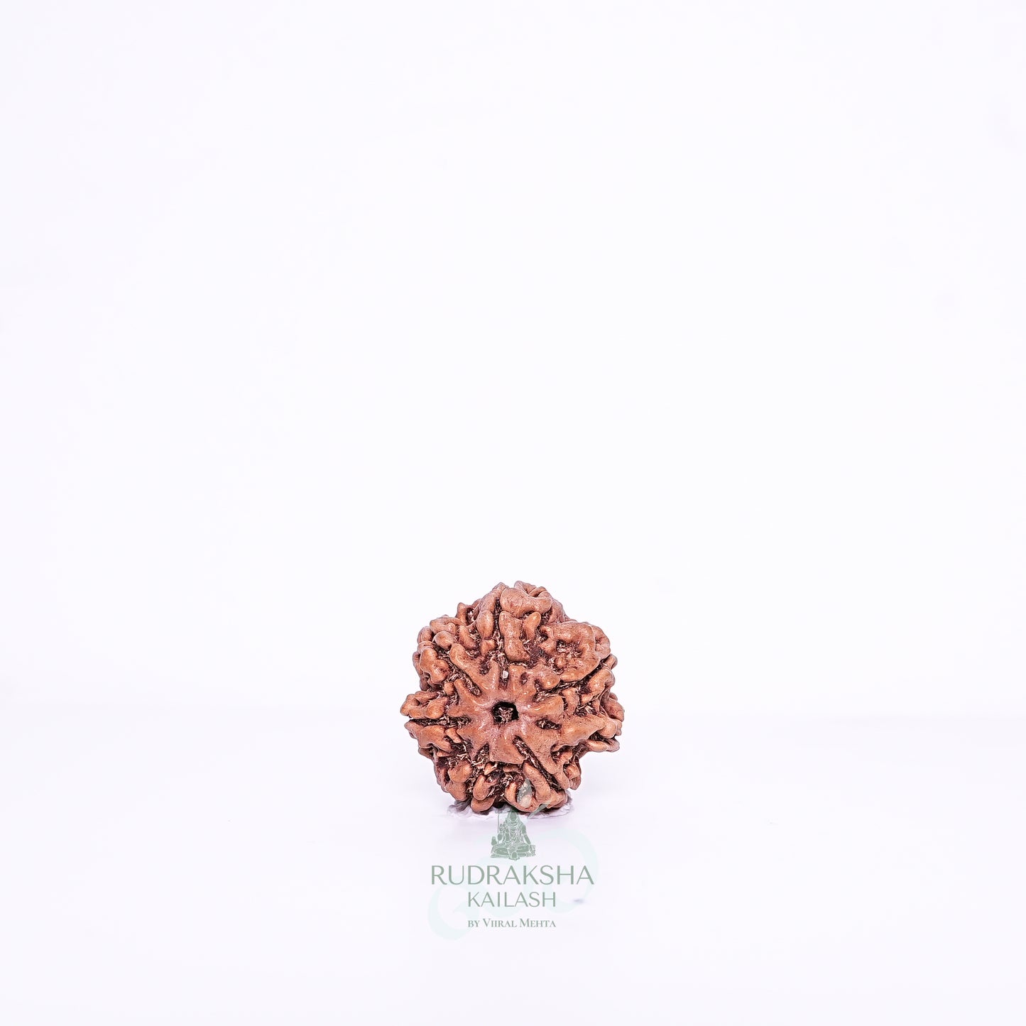 7 Mukhi Nepali Rudraksha - 0706