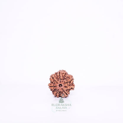 7 Mukhi Nepali Rudraksha - 0706