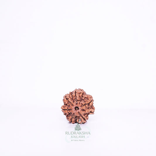 7 Mukhi Nepali Rudraksha - 0706