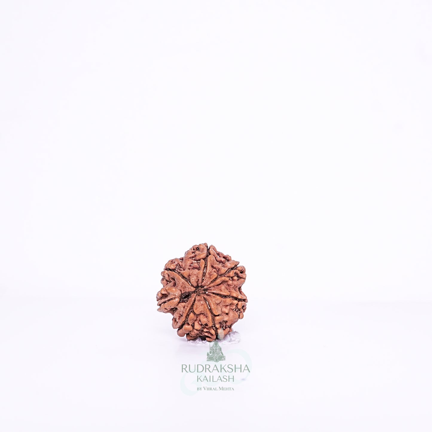 7 Mukhi Nepali Rudraksha - 0706