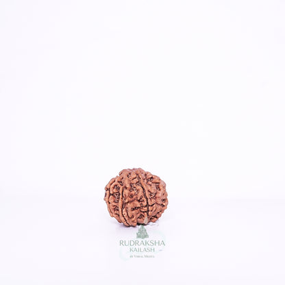 7 Mukhi Nepali Rudraksha - 0706