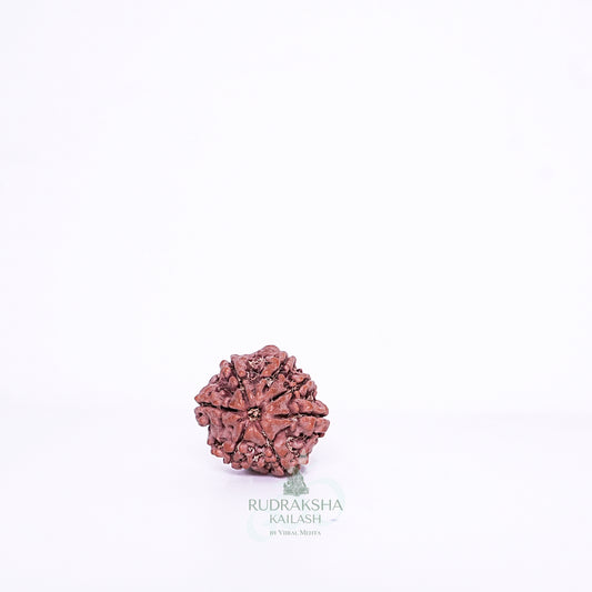 7 Mukhi Nepali Rudraksha - 0708