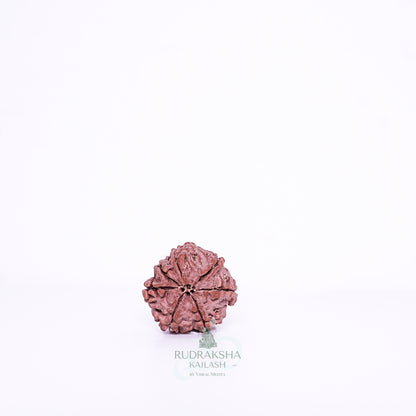 7 Mukhi Nepali Rudraksha - 0708