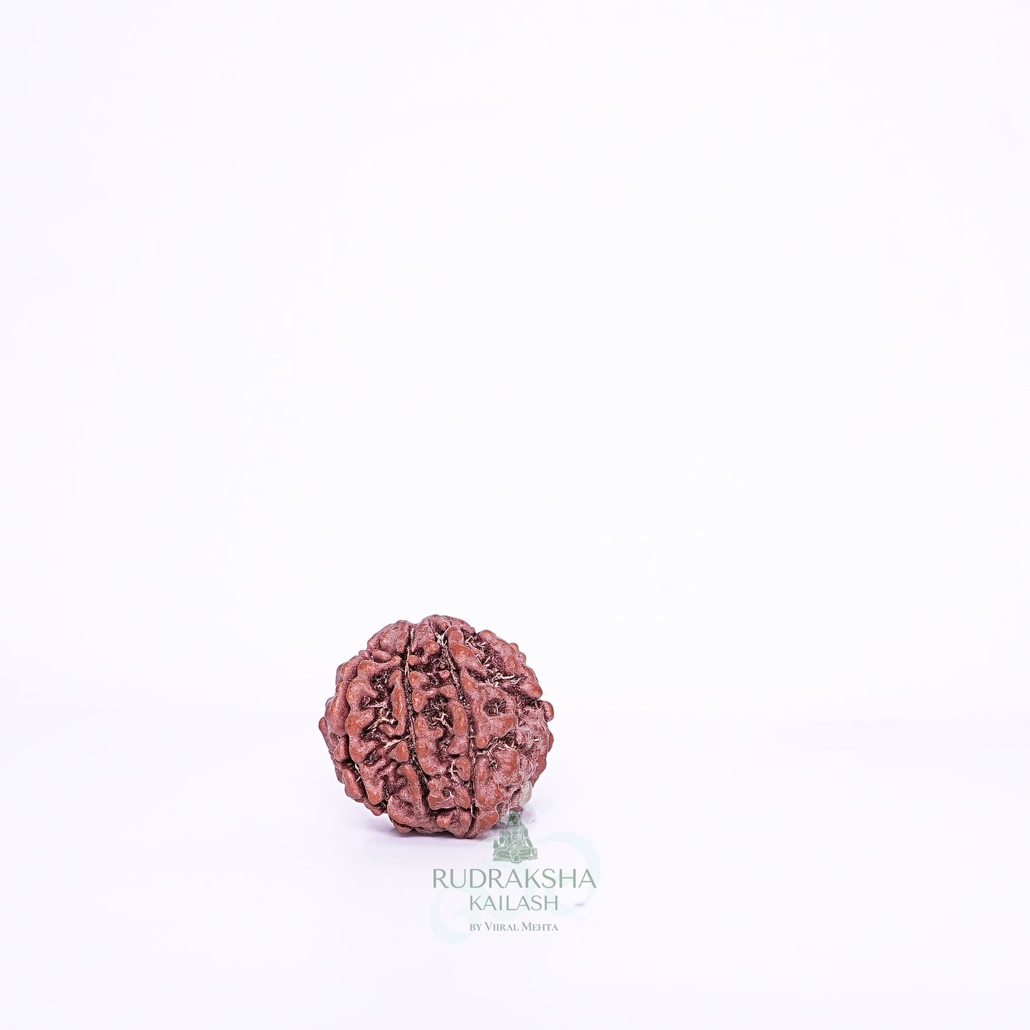 7 Mukhi Nepali Rudraksha - 0708