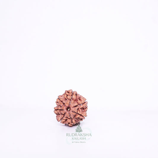 7 Mukhi Nepali Rudraksha - 0709