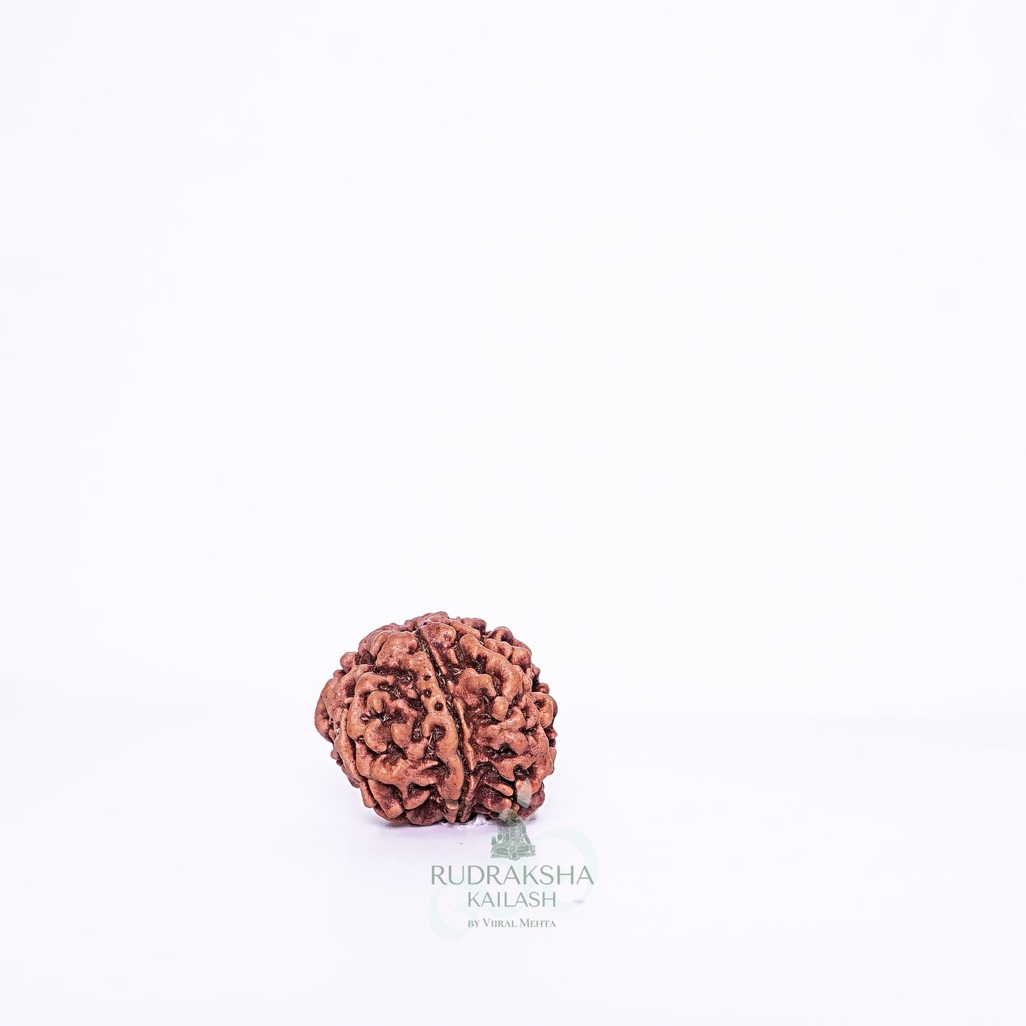 7 Mukhi Nepali Rudraksha - 0710