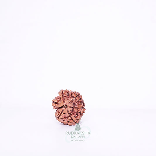 7 Mukhi Nepali Rudraksha - 0711
