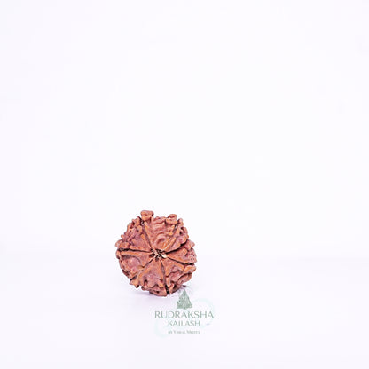 7 Mukhi Nepali Rudraksha - 0711