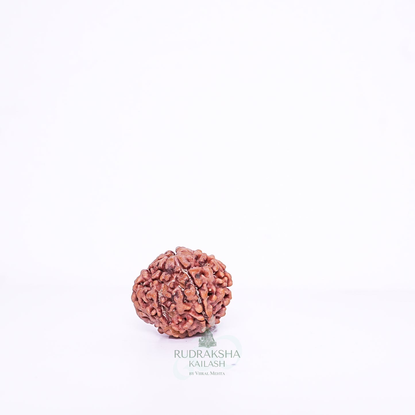 7 Mukhi Nepali Rudraksha - 0711