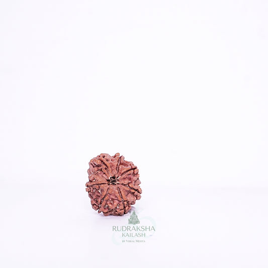 7 Mukhi Nepali Rudraksha - 0712