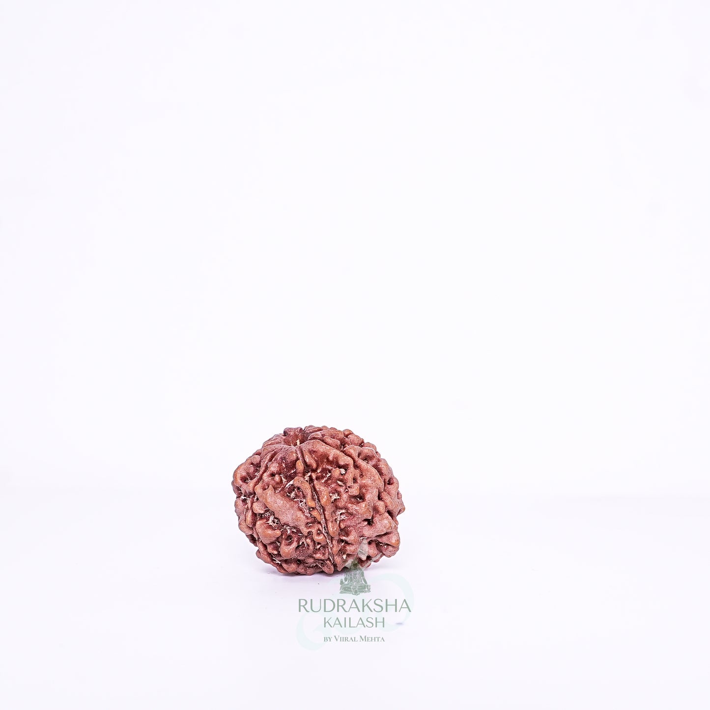 7 Mukhi Nepali Rudraksha - 0712