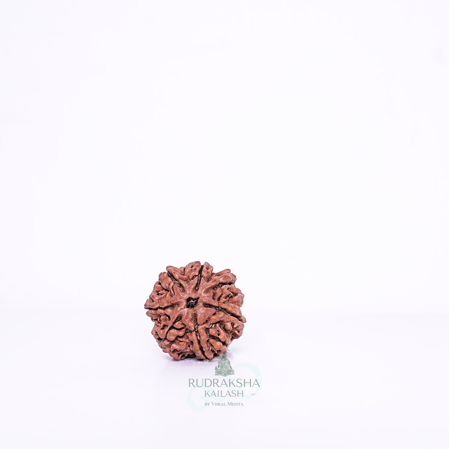 7 Mukhi Nepali Rudraksha - 0713