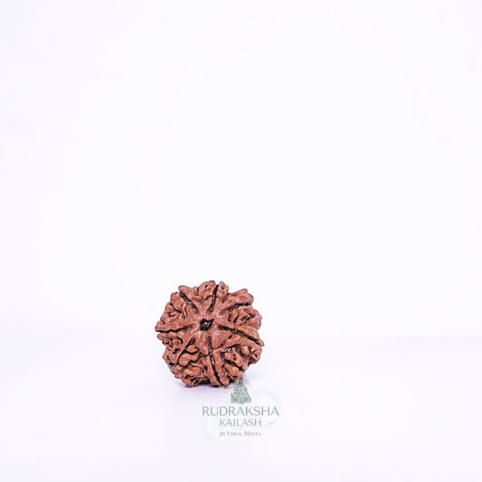 7 Mukhi Nepali Rudraksha - 0713