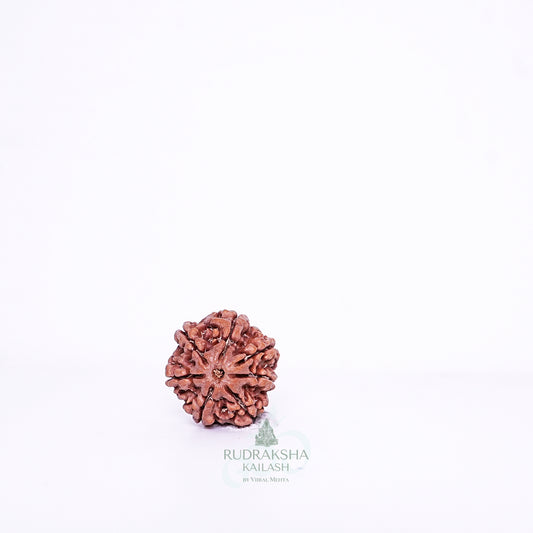 7 Mukhi Nepali Rudraksha - 0714
