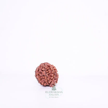 7 Mukhi Nepali Rudraksha - 0714