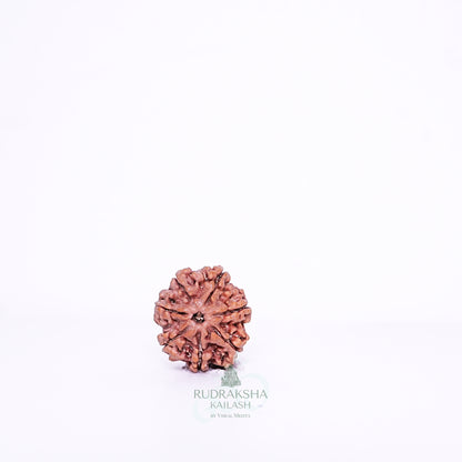 7 Mukhi Nepali Rudraksha - 0715