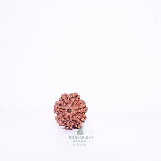 7 Mukhi Nepali Rudraksha - 0715