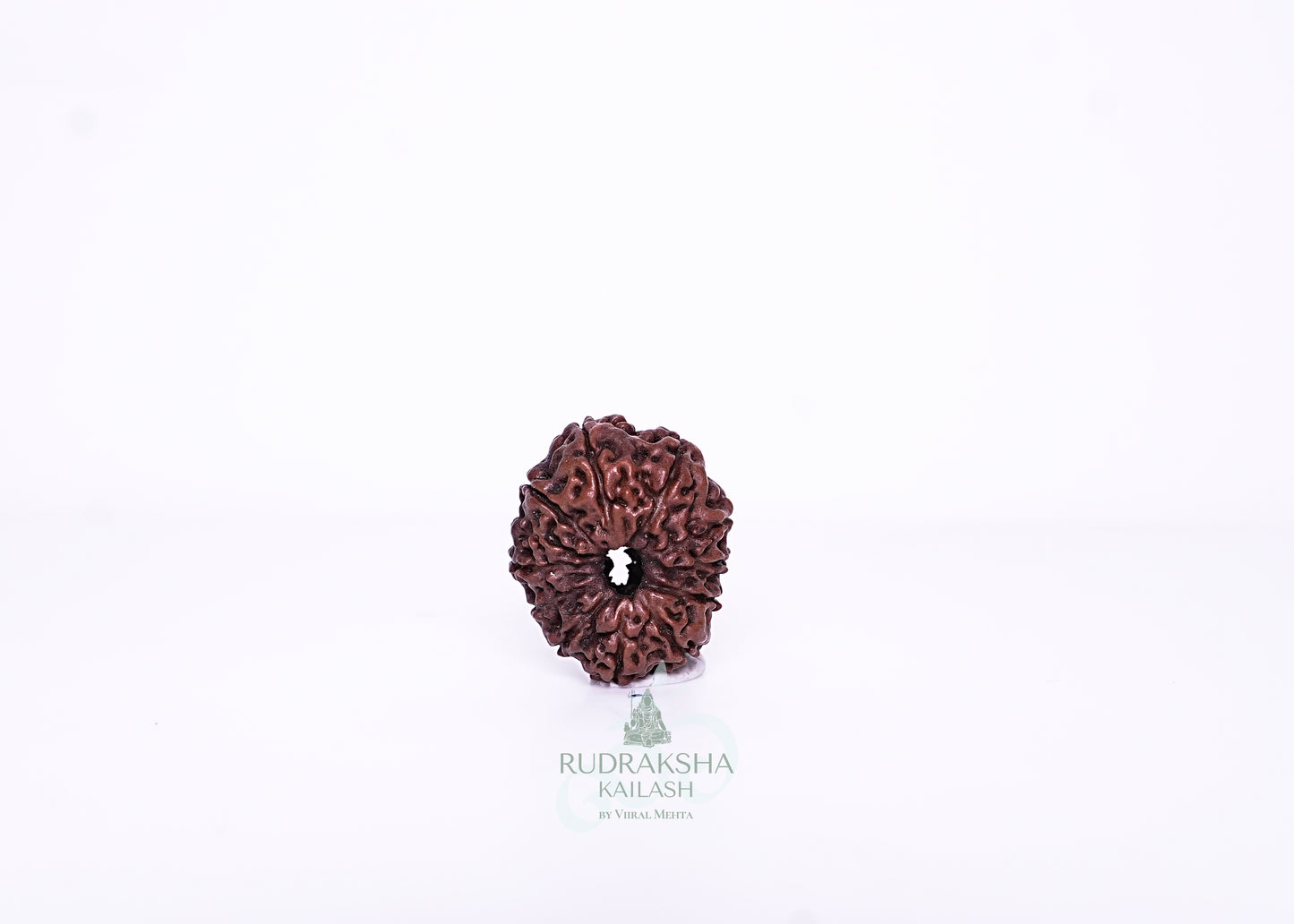 11 Mukhi Indonesian Rudraksha - 1101