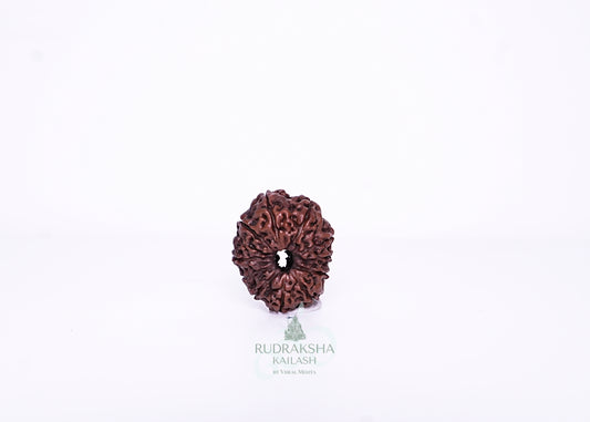 11 Mukhi Indonesian Rudraksha - 1101