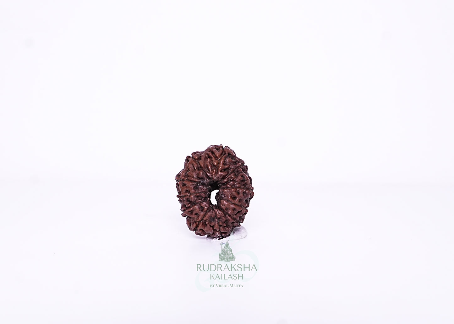 11 Mukhi Indonesian Rudraksha - 1101