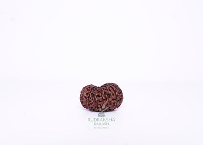 11 Mukhi Indonesian Rudraksha - 1101