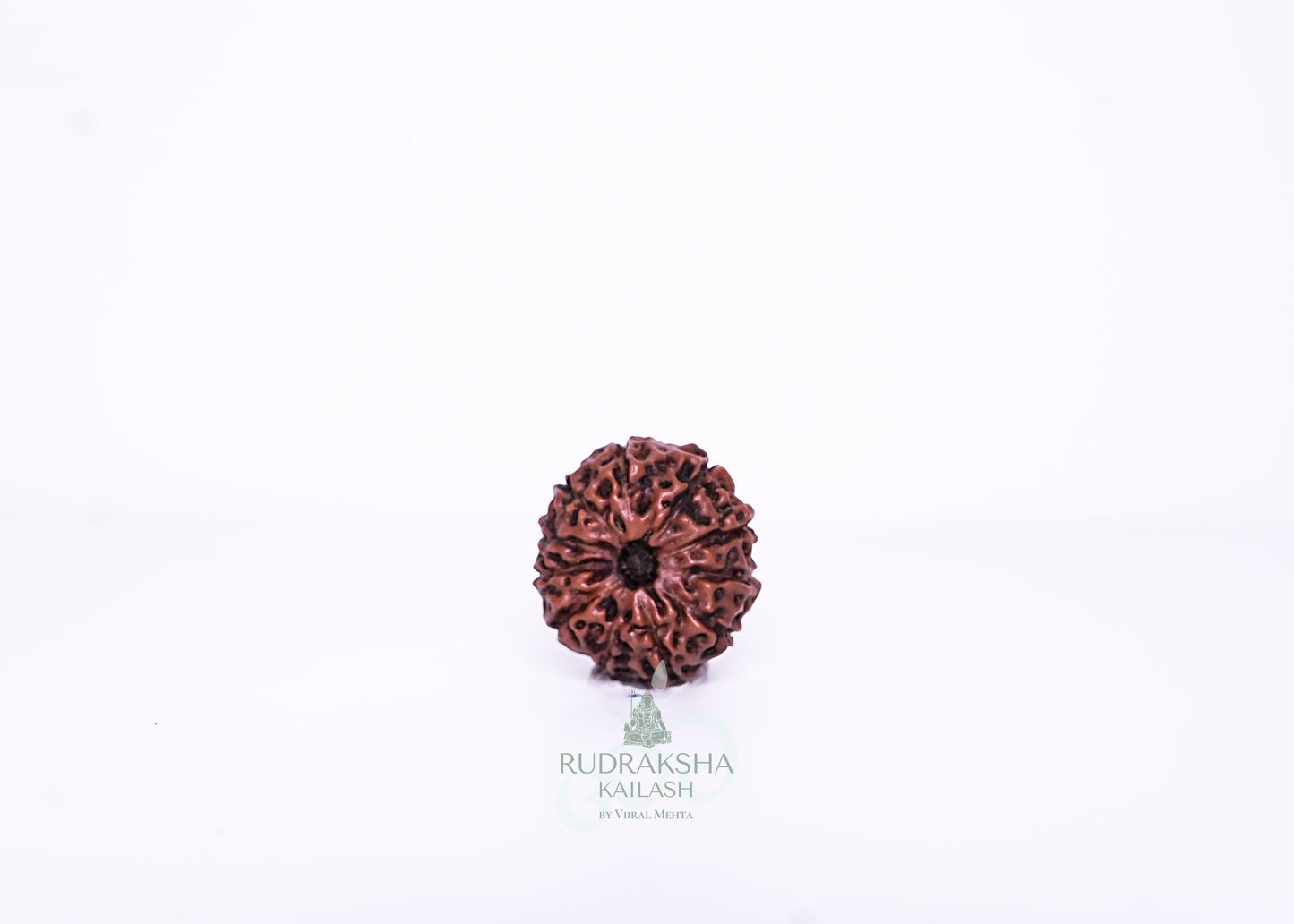 11 Mukhi Indonesian Rudraksha - 1102
