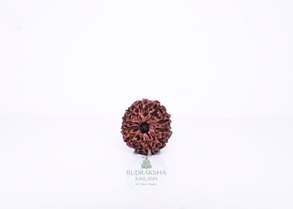 11 Mukhi Indonesian Rudraksha - 1102