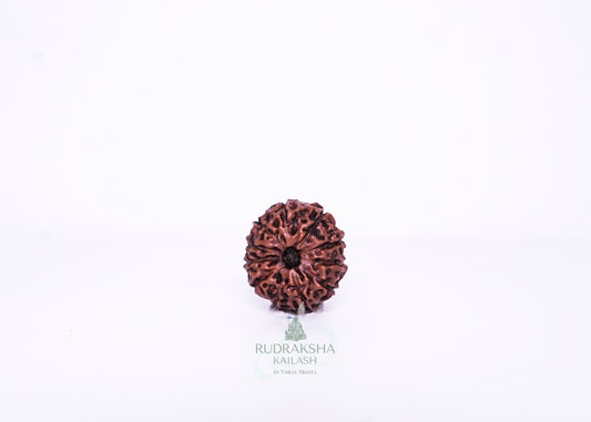 11 Mukhi Indonesian Rudraksha - 1102