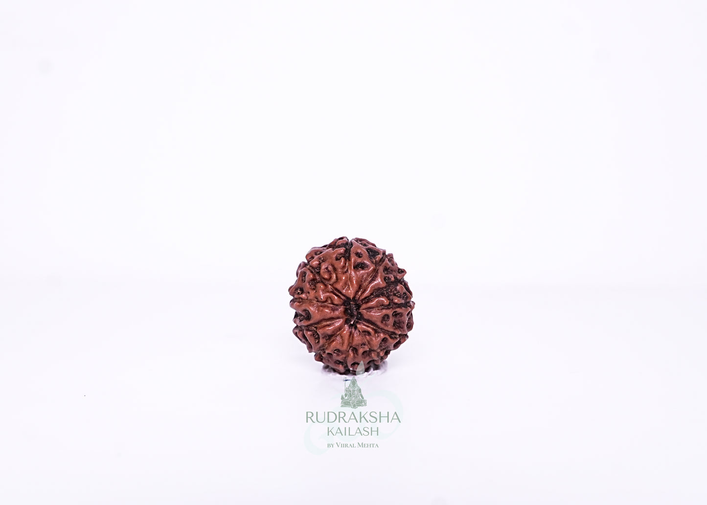 11 Mukhi Indonesian Rudraksha - 1102