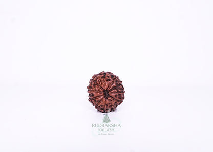 11 Mukhi Indonesian Rudraksha - 1102