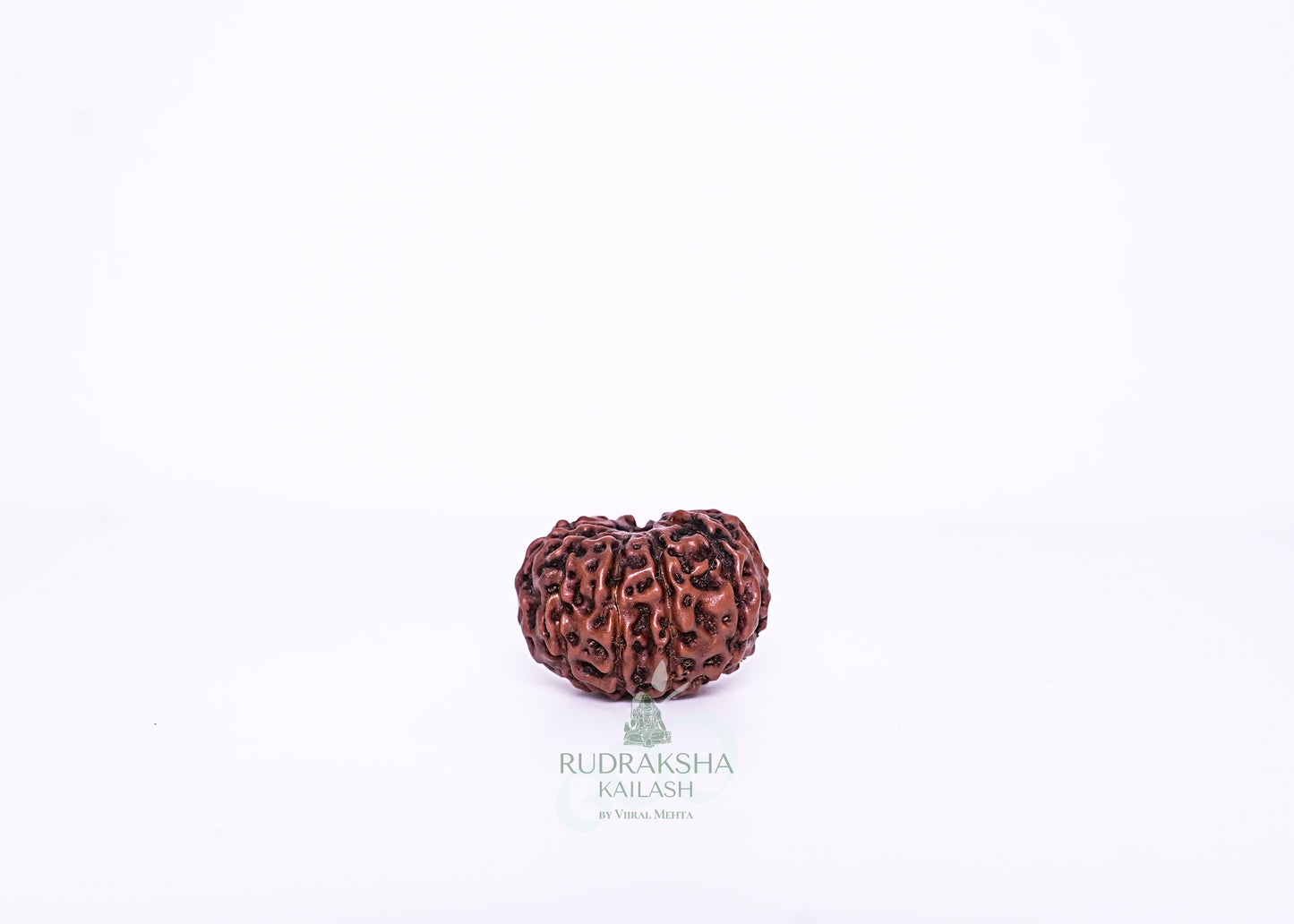 11 Mukhi Indonesian Rudraksha - 1102