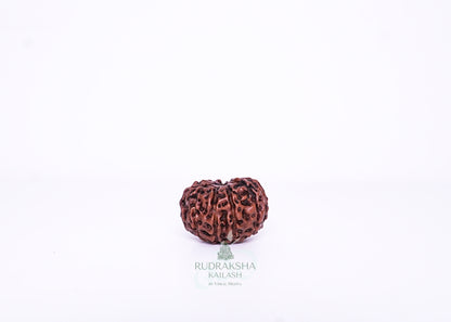 11 Mukhi Indonesian Rudraksha - 1102