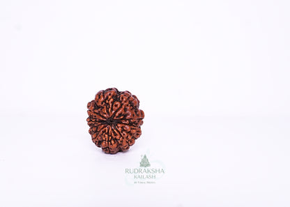 11 Mukhi Indonesian Rudraksha - 1103