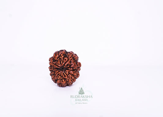 11 Mukhi Indonesian Rudraksha - 1103
