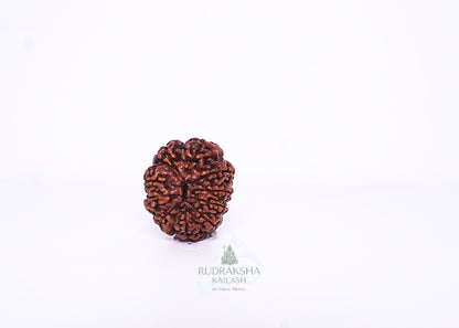 11 Mukhi Indonesian Rudraksha - 1103