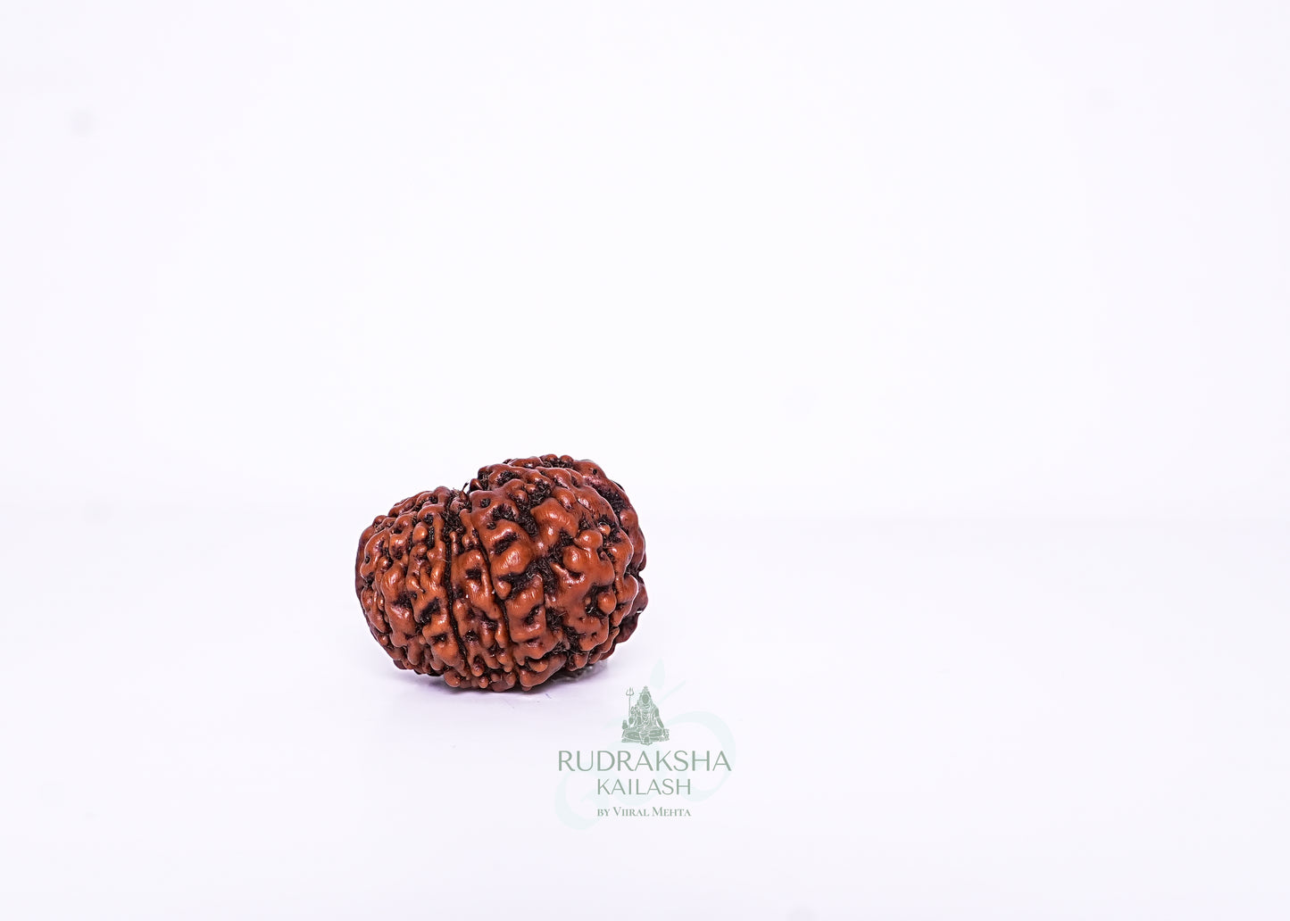 11 Mukhi Indonesian Rudraksha - 1103